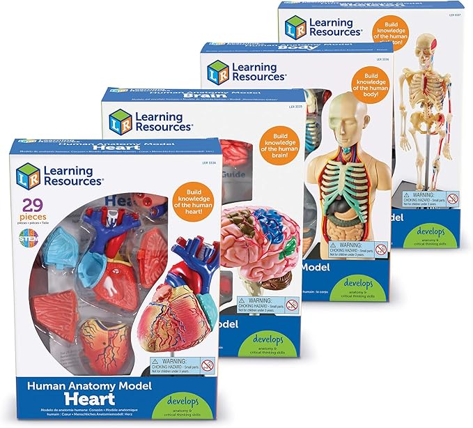 Learning Resources Anatomy Models Bundle Set, Brain, Body, Heart, Skeleton, Classroom Demonstration Tools, Teacher Accessories, Grades 8+, Ages 3+